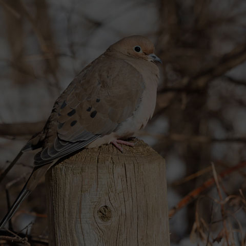 Mourning Dove
