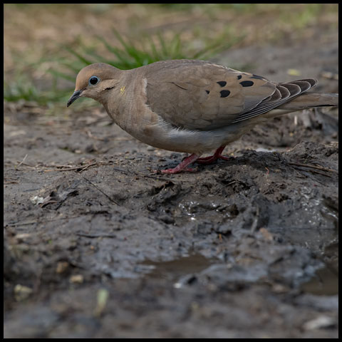 Mourning Dove