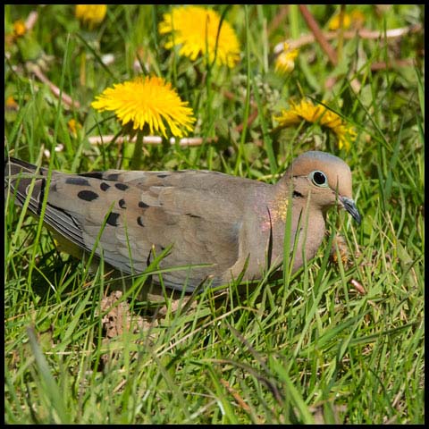 Mourning Dove