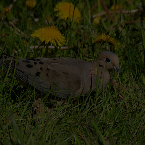 Mourning Dove