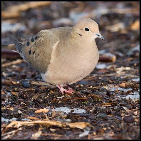 Mourning Dove