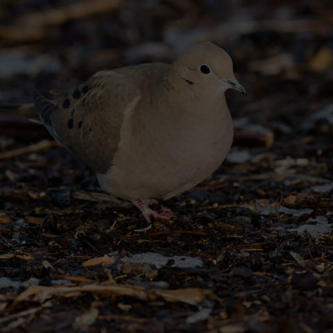 Mourning Dove