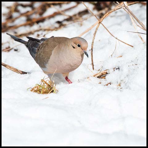 Mourning Dove