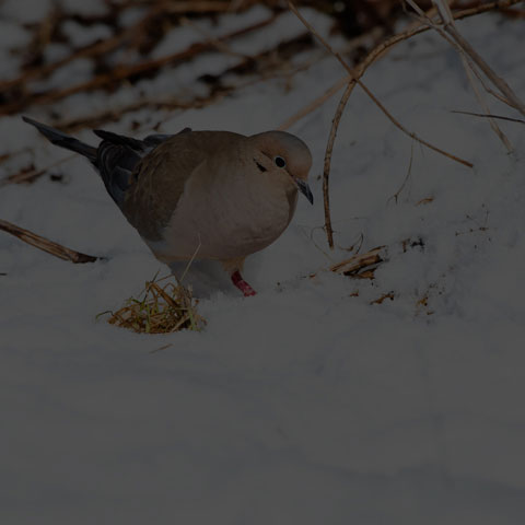 Mourning Dove