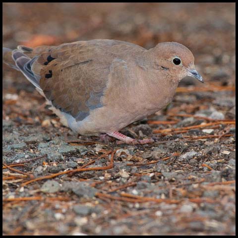 Mourning Dove