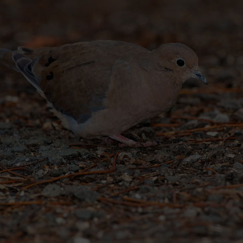 Mourning Dove