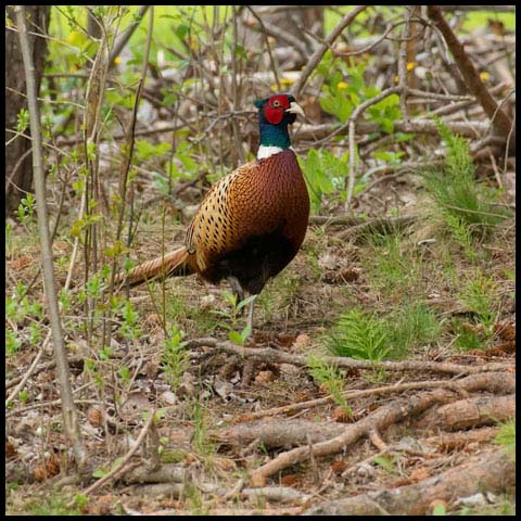Ring-necked Pheasant