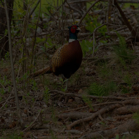 Ring-necked Pheasant