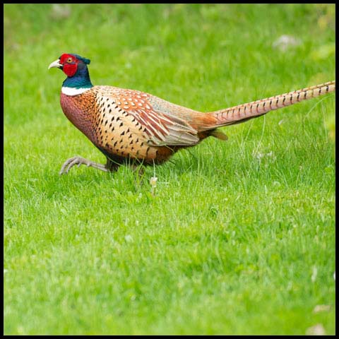 Ring-necked Pheasant