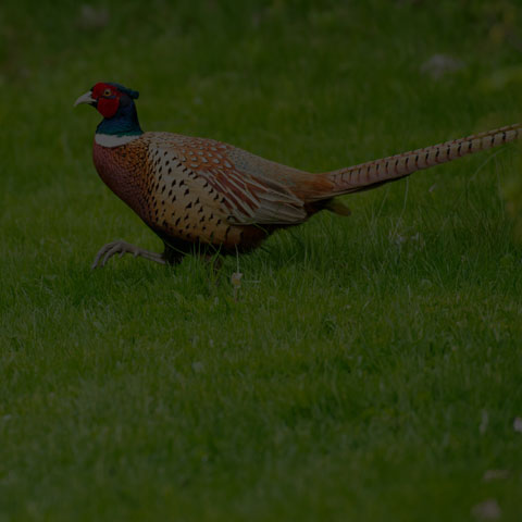 Ring-necked Pheasant
