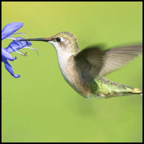 Ruby-throated Hummingbird