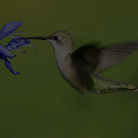Ruby-throated Hummingbird