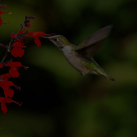 Ruby-throated Hummingbird