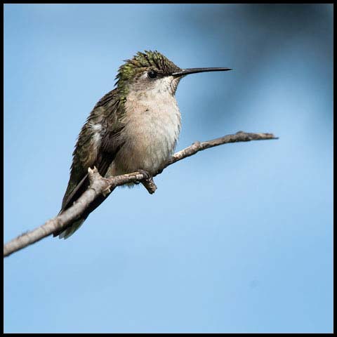 Ruby-throated Hummingbird