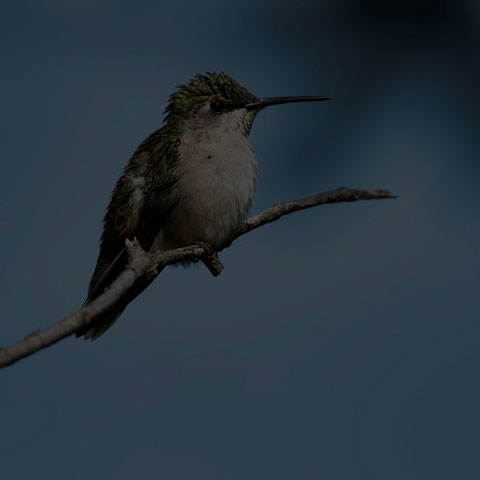Ruby-throated Hummingbird