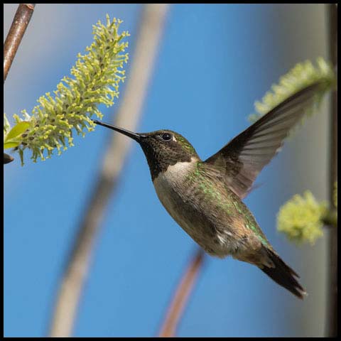 Ruby-throated Hummingbird
