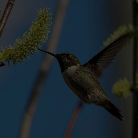 Ruby-throated Hummingbird