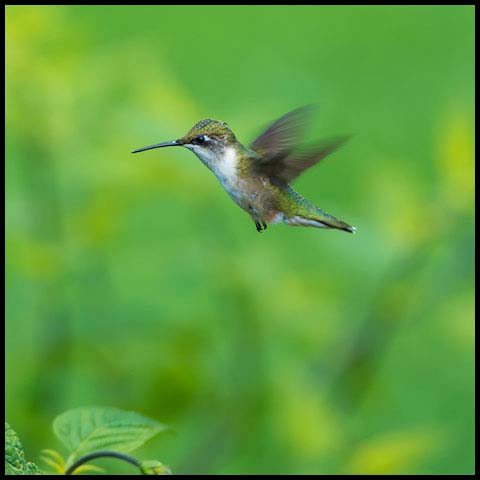 Ruby-throated Hummingbird