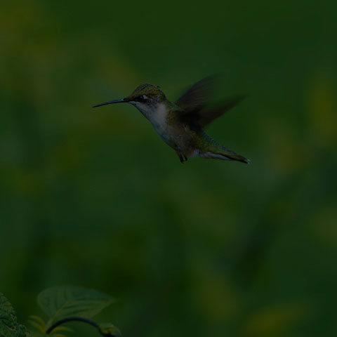 Ruby-throated Hummingbird