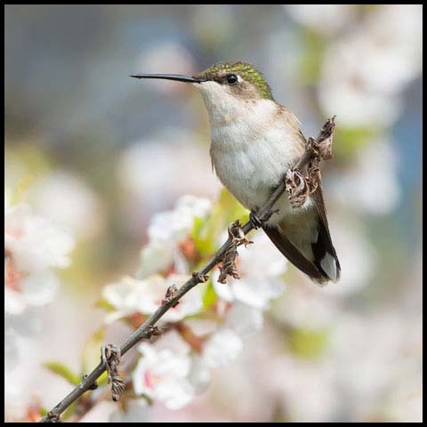 Ruby-throated Hummingbird