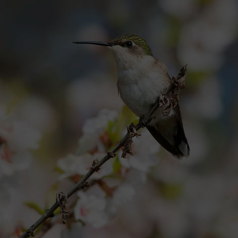 Ruby-throated Hummingbird