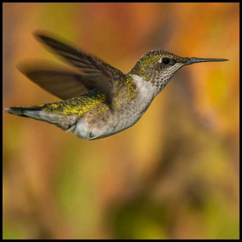 Ruby-throated Hummingbird