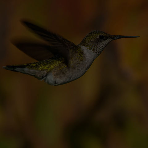 Ruby-throated Hummingbird