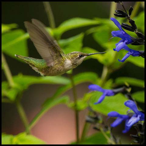 Ruby-throated Hummingbird