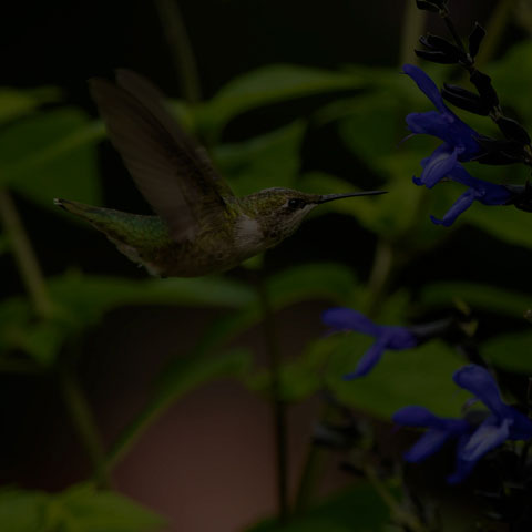 Ruby-throated Hummingbird