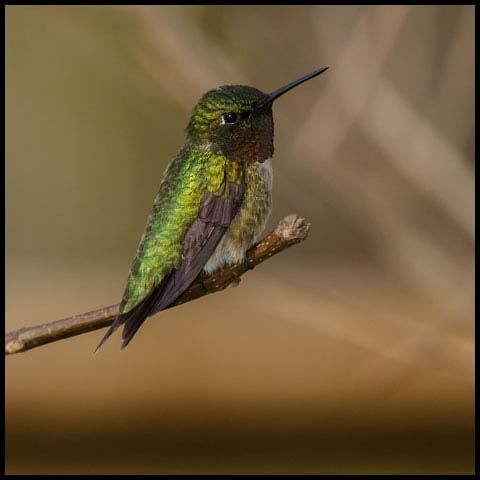 Ruby-throated Hummingbird