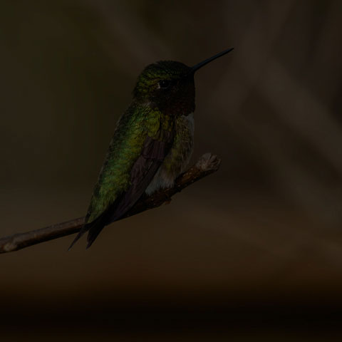 Ruby-throated Hummingbird