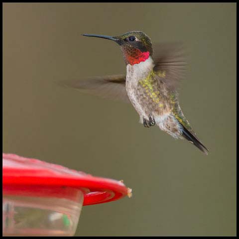 Ruby-throated Hummingbird