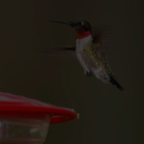 Ruby-throated Hummingbird