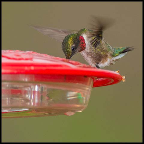 Ruby-throated Hummingbird