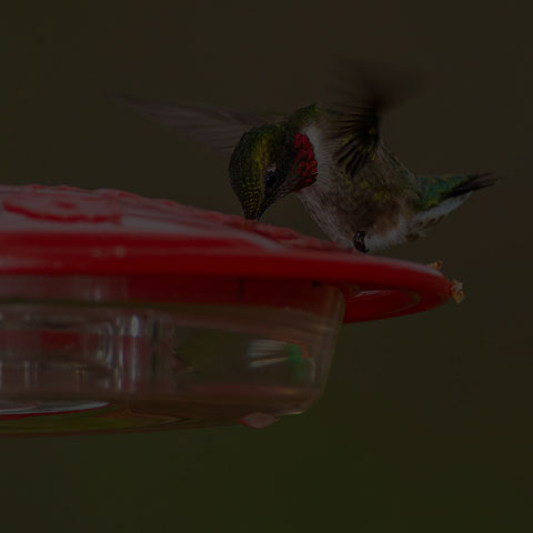 Ruby-throated Hummingbird