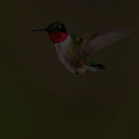 Ruby-throated Hummingbird