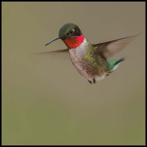 Ruby-throated Hummingbird
