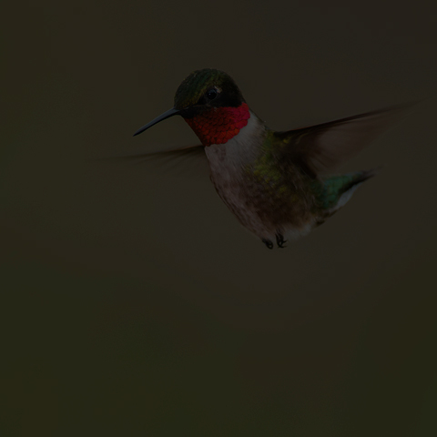 Ruby-throated Hummingbird