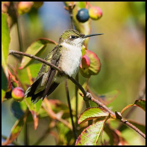 Ruby-throated Hummingbird