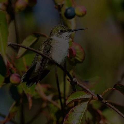 Ruby-throated Hummingbird