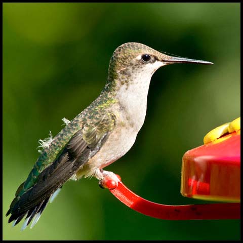 Ruby-throated Hummingbird