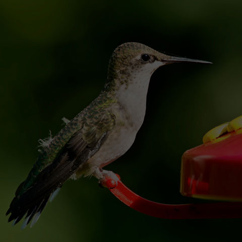 Ruby-throated Hummingbird