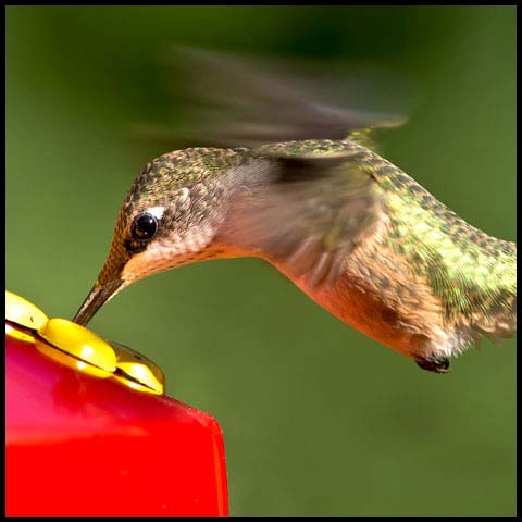 Ruby-throated Hummingbird