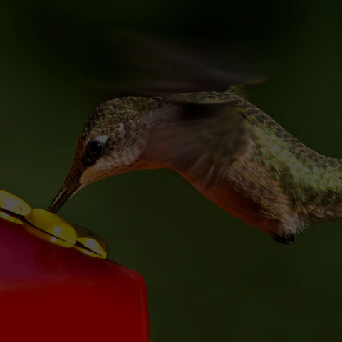 Ruby-throated Hummingbird