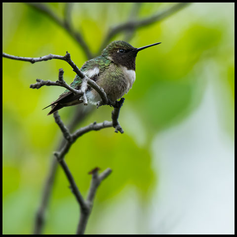 Ruby-throated Hummingbird