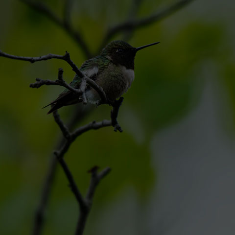 Ruby-throated Hummingbird