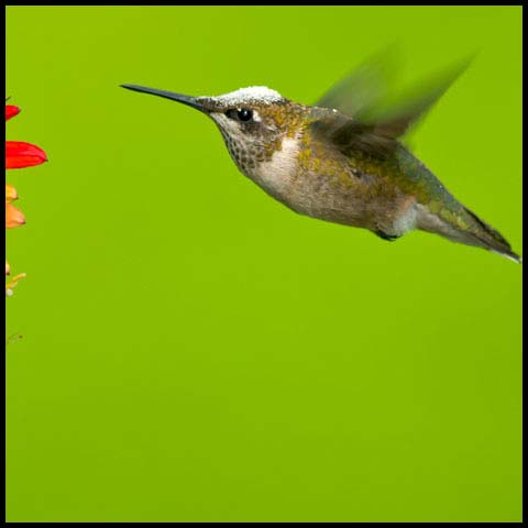 Ruby-throated Hummingbird