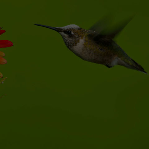 Ruby-throated Hummingbird