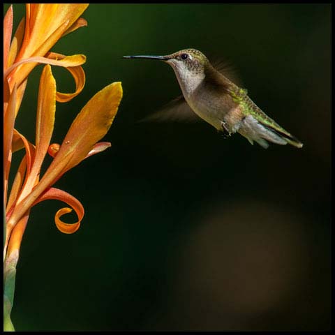 Ruby-throated Hummingbird