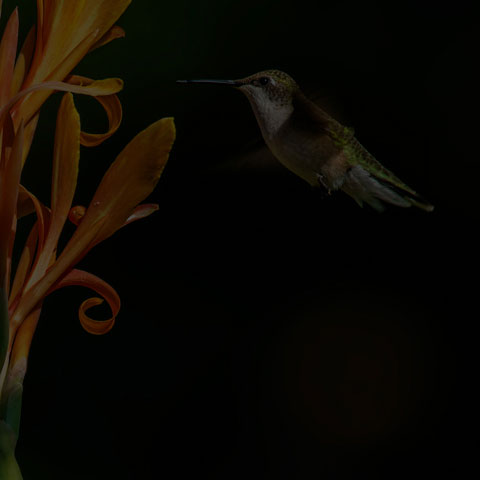 Ruby-throated Hummingbird